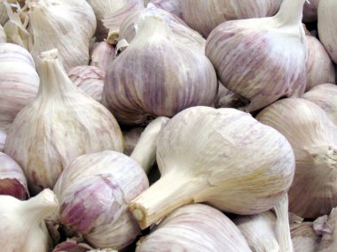 Thornhill sarımsak 2016