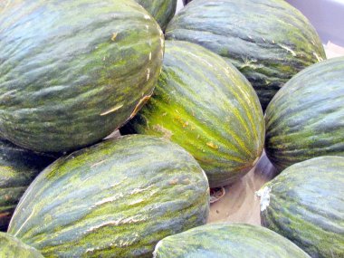 Thornhill yeşil hami karpuz 2016 