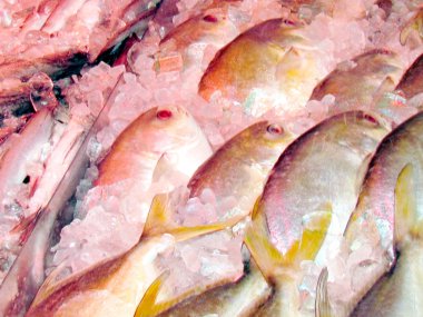 Thornhill altın Pompano 2016