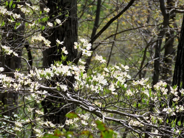 Potomac dogwood flowers  2016 — Stock Photo, Image
