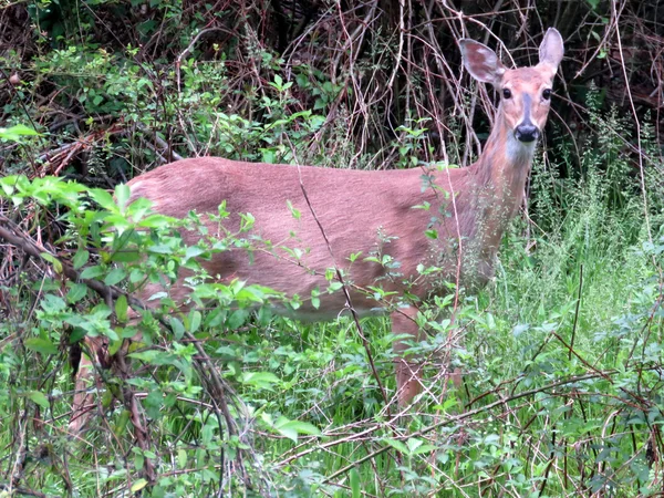 Cambridge Maryland Deer 2016 — Zdjęcie stockowe
