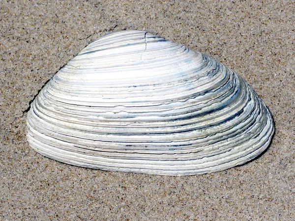 South Bethany seashell 2016 — Stock Photo, Image