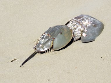 South Bethany two Horseshoe crabs 2016  clipart