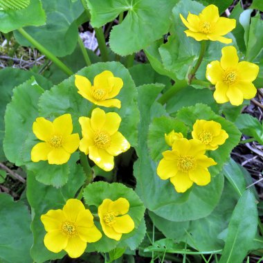  Newfoundland Marsh Marigold çiçek 2016