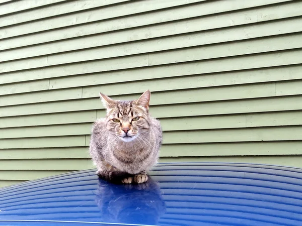 Newfoundland St John's kedi 2016 