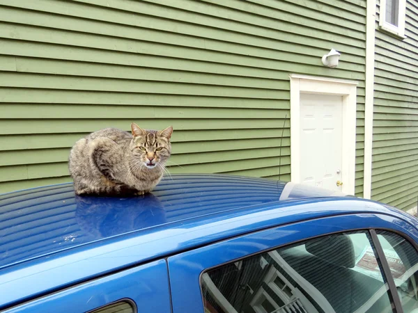 Terranova St. John 's el gato 2016 —  Fotos de Stock