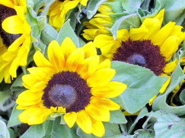  Tel Aviv buket ayçiçeği 2012