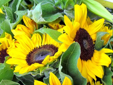 Tel Aviv ayçiçeği 2012