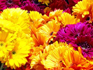 Tel Aviv Bu asters 2011