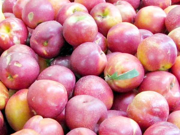Tel Aviv hybrid of peach and apricot 2012 — Stock Photo, Image