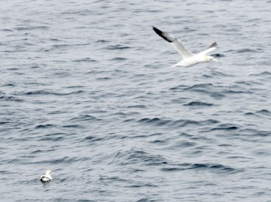 Newfoundland iki martı 2016
