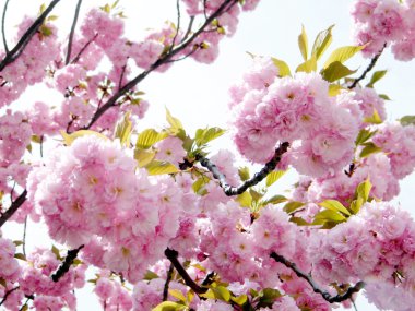 Washington Sakura 2010