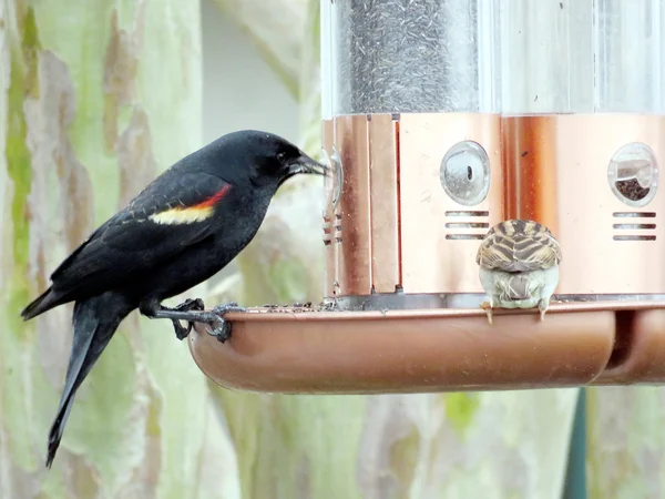 Sul Bethany Red-alado Blackbird 2016 — Fotografia de Stock