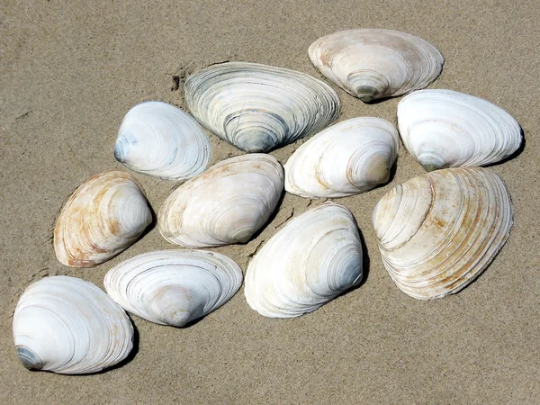 South Bethany the seashells 2016 — Stock Photo, Image