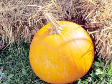 St Jacobs köyü büyük kabak 2013 