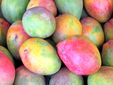 Tel Aviv büyük Mango 2012