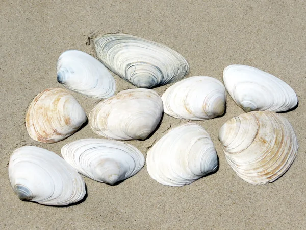 South Bethany beach schelpen 2016 — Stockfoto