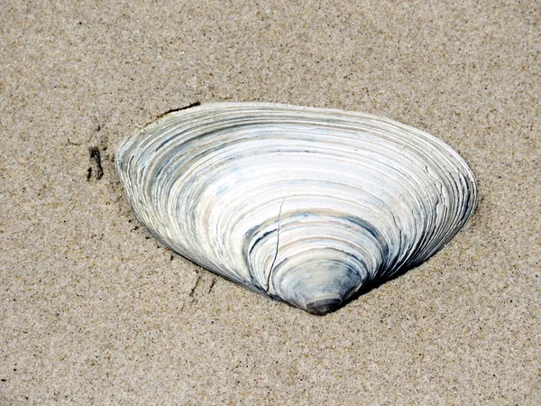 Södra Bethany den Seashell isolerade 2016 — Stockfoto