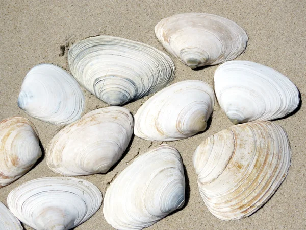 South Bethany plaża Seashells 2016 — Zdjęcie stockowe