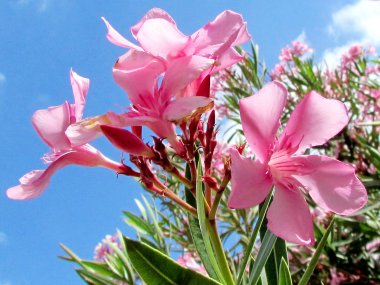 Neve Monosson Oleander 2011