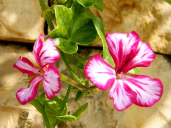 Neve Monosson Frangipani Blume 2011 — Stockfoto