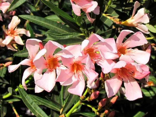 Neve Monosson rózsaszín Oleander 2011 — Stock Fotó