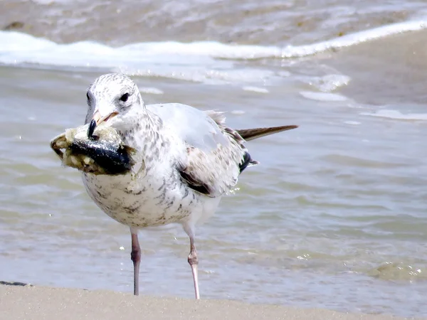 Südliche Möwe mit Fischkopf 2016 — Stockfoto