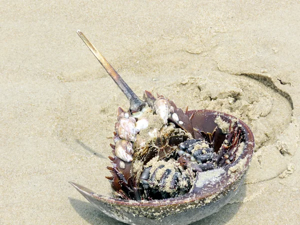 Zuid-Bethany Horseshoe krab op een strand 2016 — Stockfoto