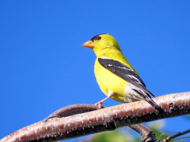 Bir şube 2016 Thornhill Amerikan Goldfinch