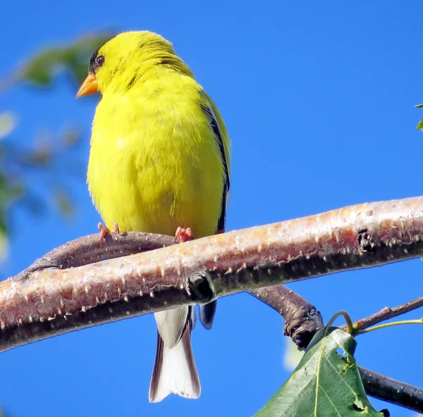 Thornhill Amerikan Goldfinch 2016 — Stok fotoğraf