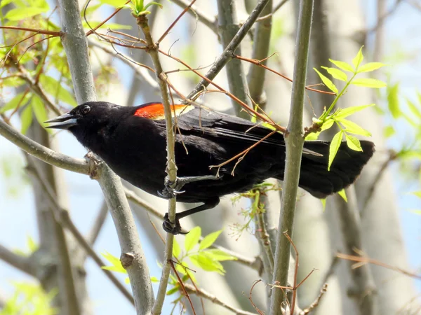 Thornhill, o Blackbird de asas vermelhas 2016 — Fotografia de Stock