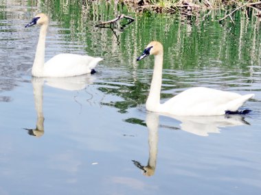 Thornhill iki sataşıyorum 2016 