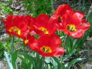 Toronto yüksek Park kırmızı lale 2016