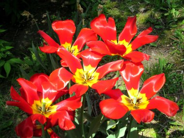 Toronto yüksek Park kırmızı lale 2016 