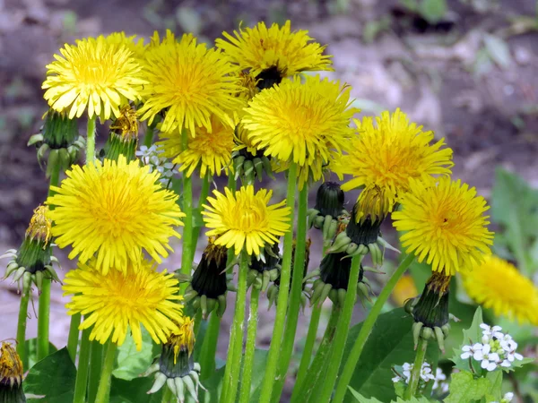 Toronto High Park paardebloemen 2016 — Stockfoto