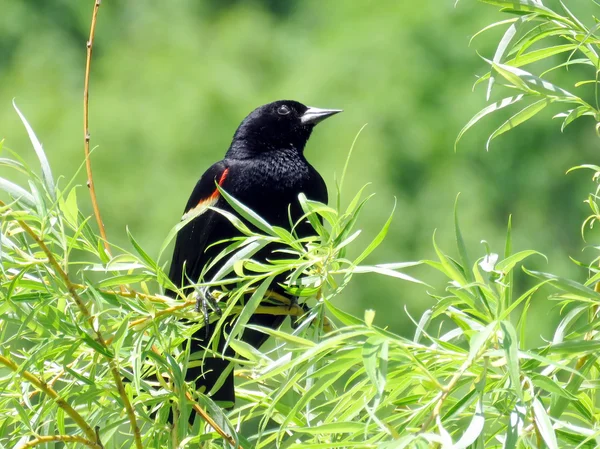 Toronto High Park kırmızı kanatlı Blackbird 2016 — Stok fotoğraf