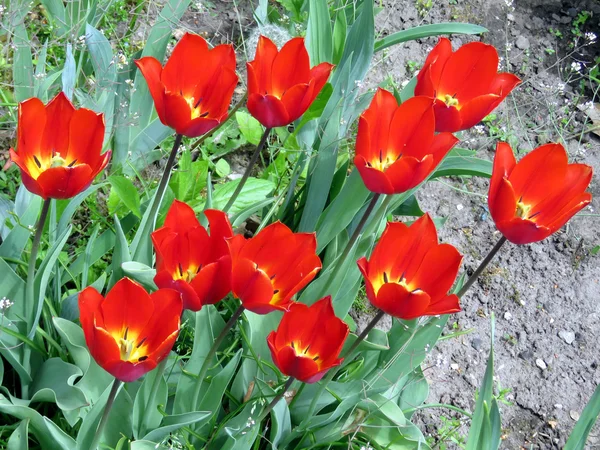 Toronto High Park les tulipes 2016 — Photo