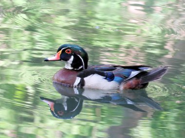 Toronto yüksek Park Bayağı kaşıkgaga ördek 2016