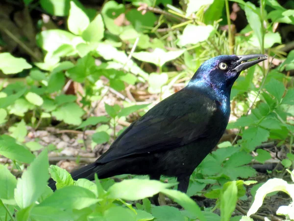 Toronto High Park Common Grackle 2016 — Stock Photo, Image