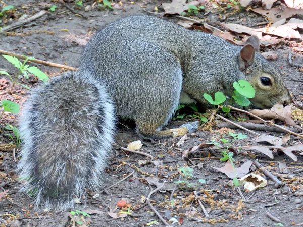 Toronto nagy Park mókus 2016 — Stock Fotó