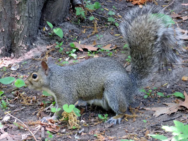 Toronto High Park the squirrel 2016 — Stock Photo, Image