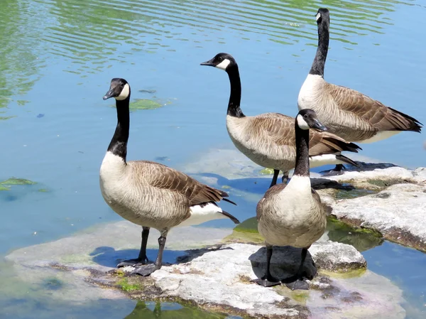 Toronto sjön gäss 2016 — Stockfoto