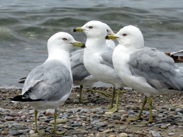 Toronto Gölü 2016 gulls — Stok fotoğraf