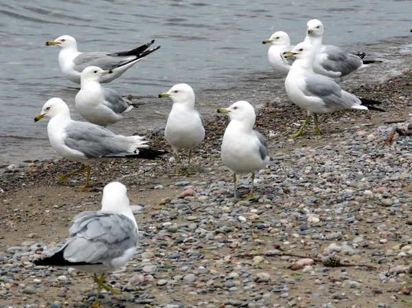 Toronto Seemöwen am Strand 2016 — Stockfoto