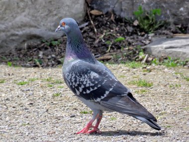 Toronto göl güvercin 2016 