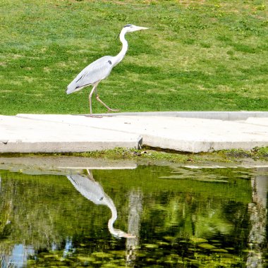 Ramat Gan Wolfson Park Gray Heron yürüyüş 2011