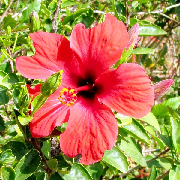 Ramat Gan Wolfson Park Red Hibiscus flower 2011 — Stock Photo, Image
