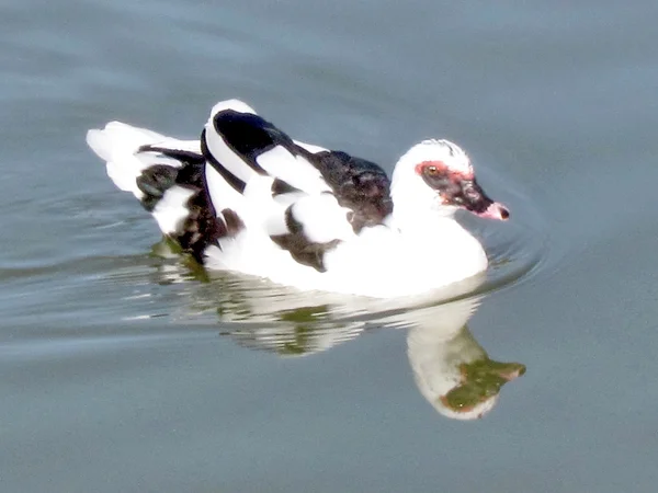 Ramat Gan Park Muscovy kacsa a tó 2012 — Stock Fotó