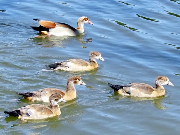 Ramat Gan Park Mother Duck and ducklings 2012 — Stock Photo, Image