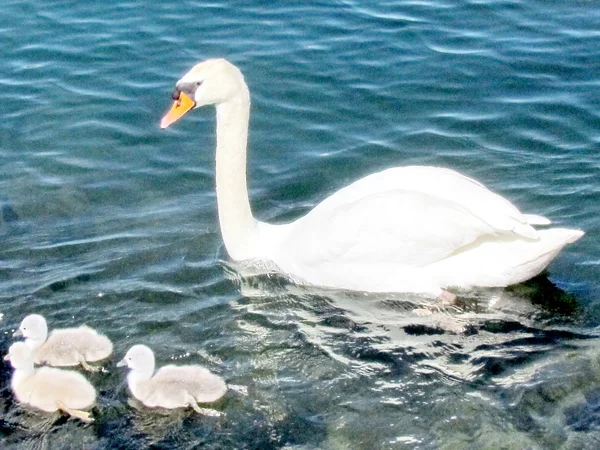 Toronto Lake swan with nestlings 2013 — Stock Photo, Image